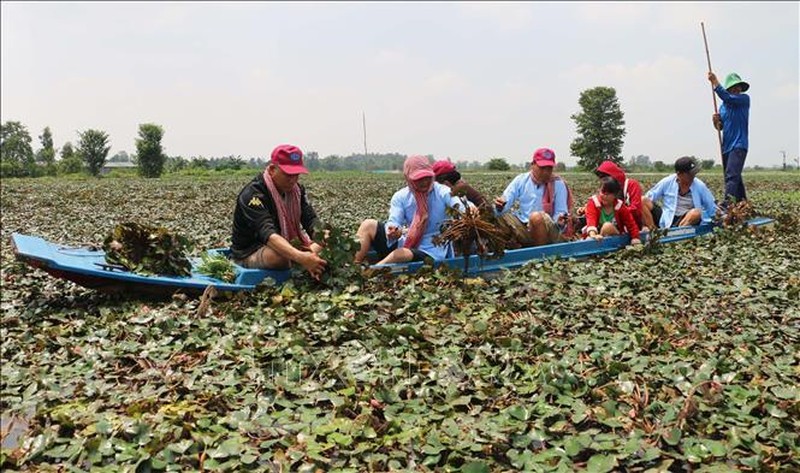 Khai thác tiềm năng du lịch nông nghiệp vùng châu thổ Cửu Long