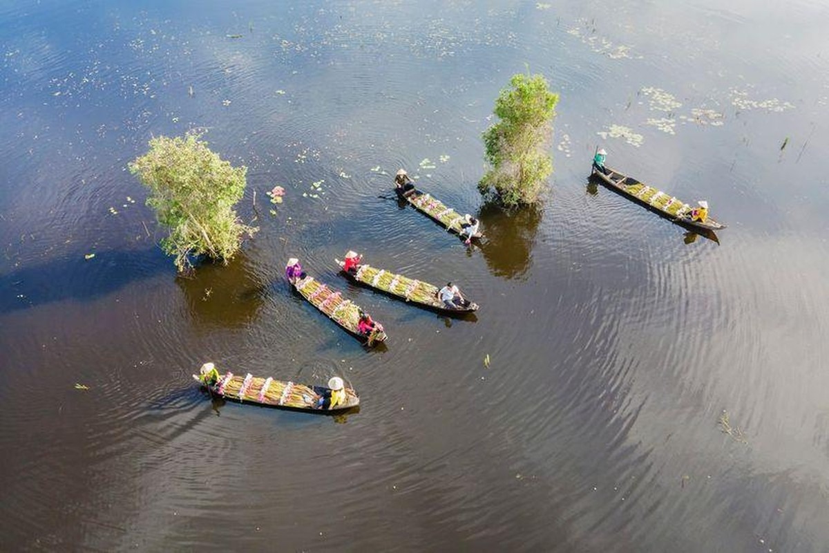 Về Long An ngắm hoa súng nở ảnh 2