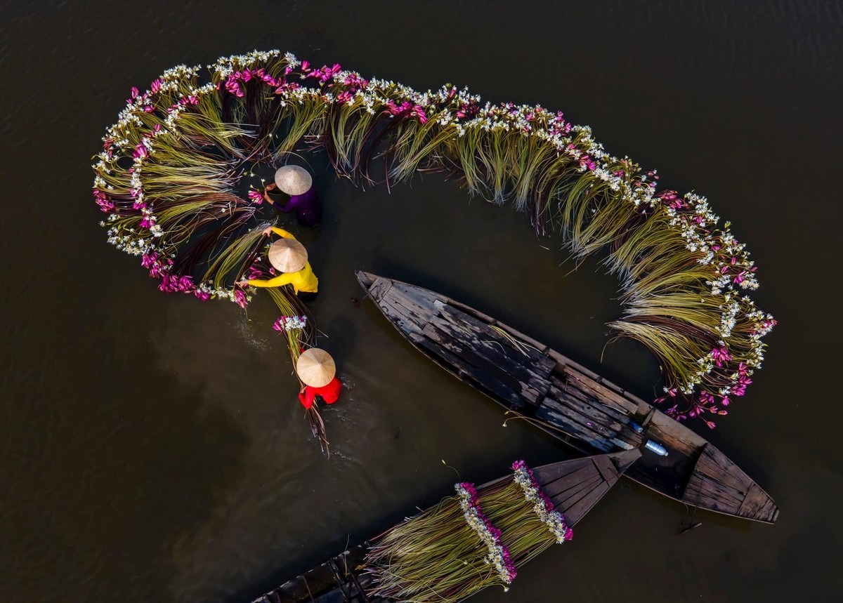 Về Long An ngắm hoa súng nở ảnh 3