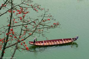 Hoa gạo đốt lòng người xa xứ